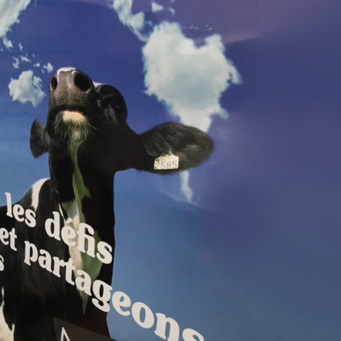 Affiche réalisée pour Alsace Lait pour leur communication interne